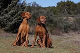 VIZSLA poil court 072